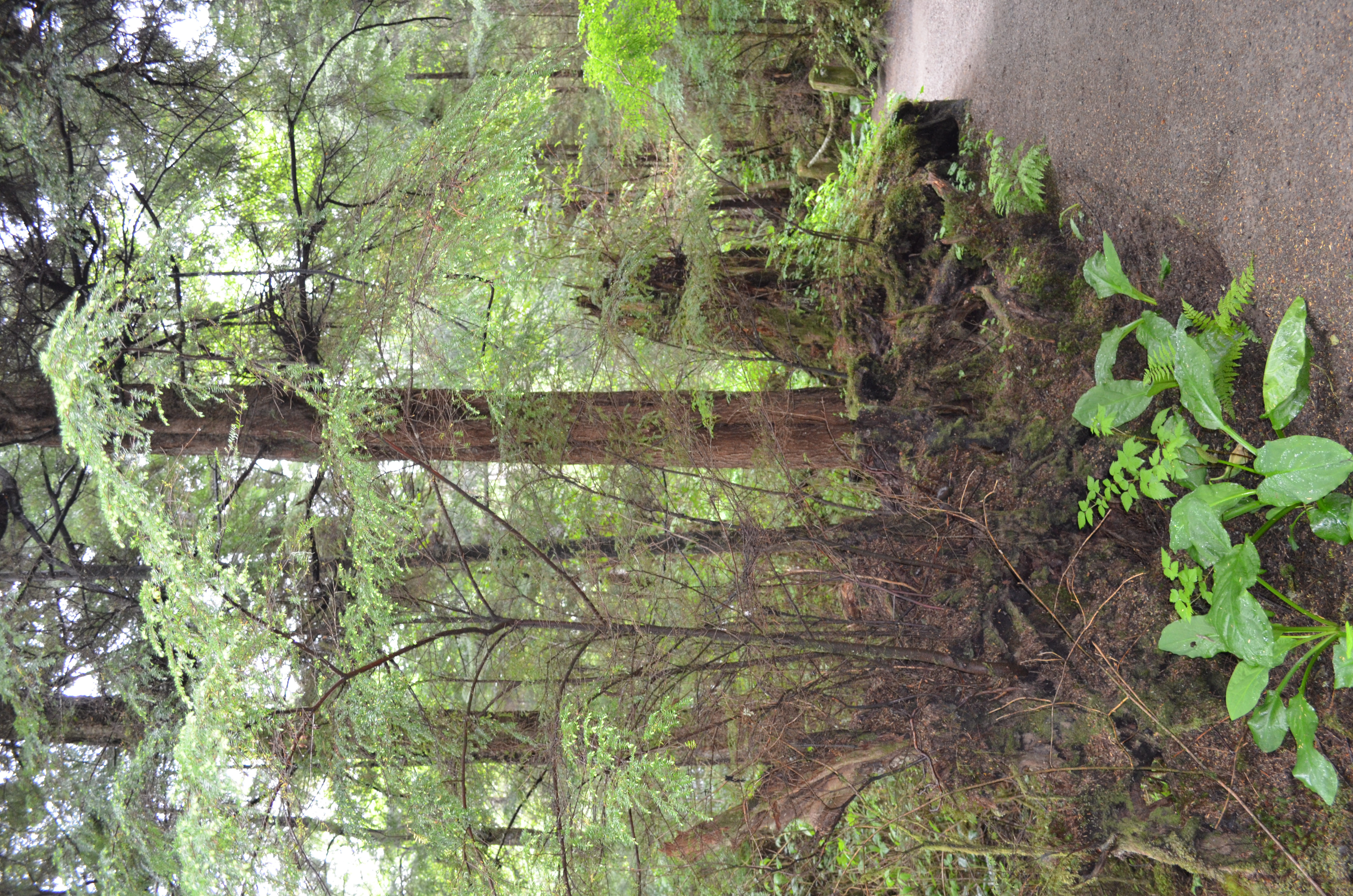 ./2017/08 - Alaska Cruise/11 - Ketchikan/DSC_0463.JPG